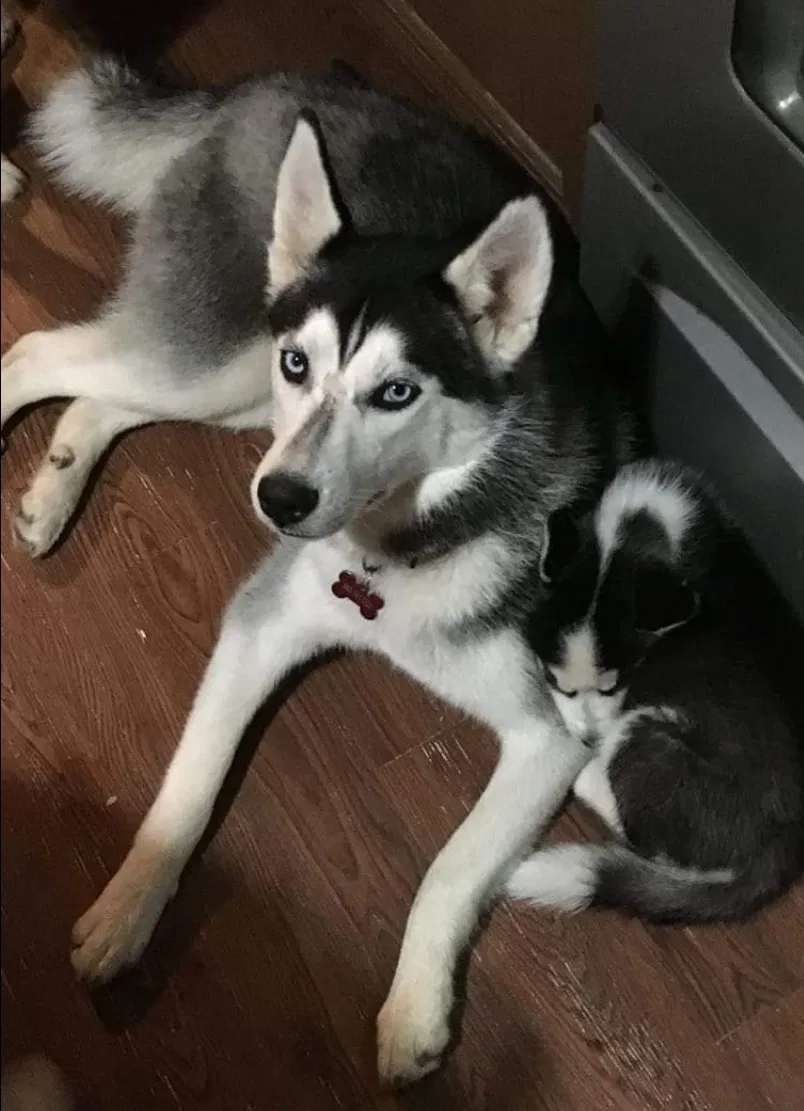 Lost dog in Bessemer City, NC, 28016