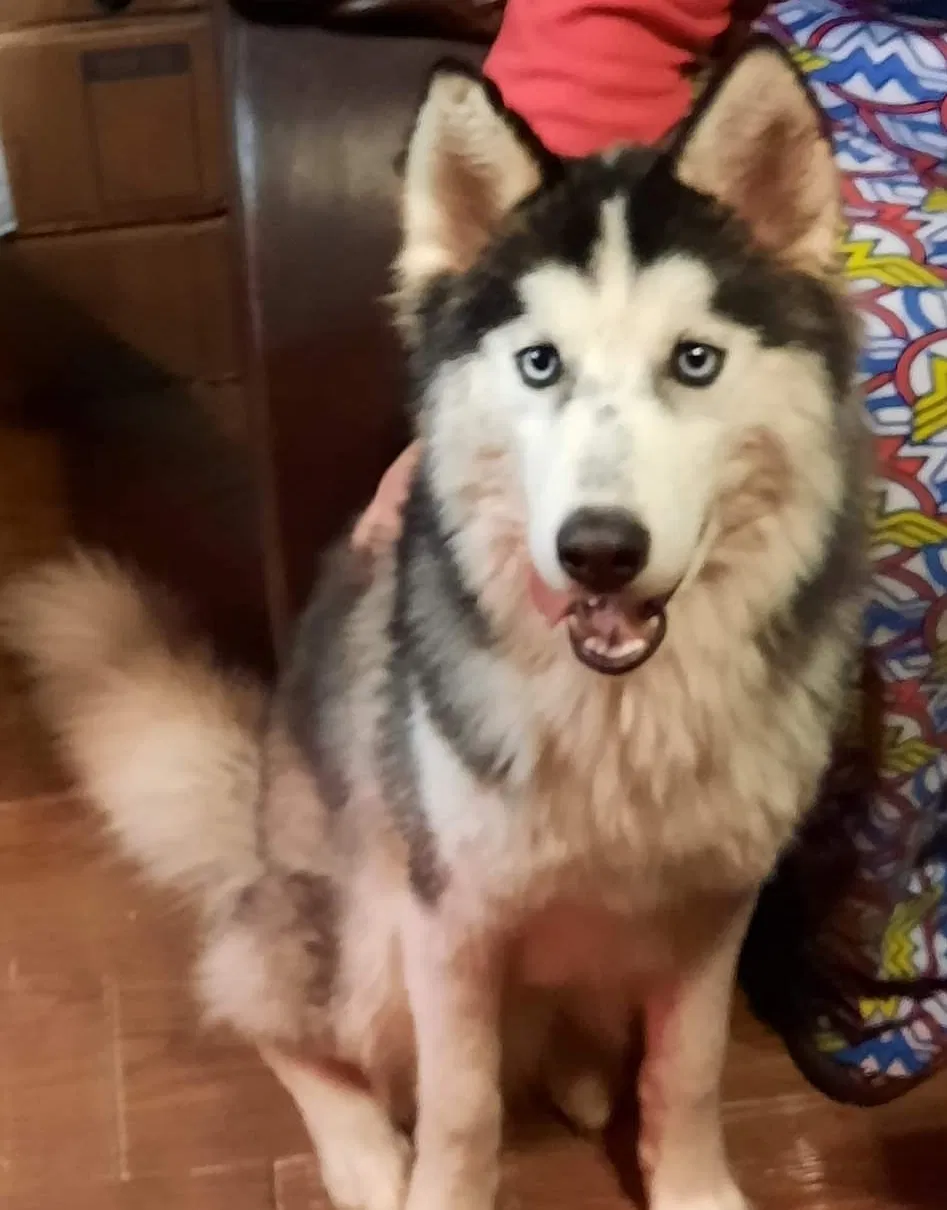 Lost dog in Bessemer City, NC, 28016