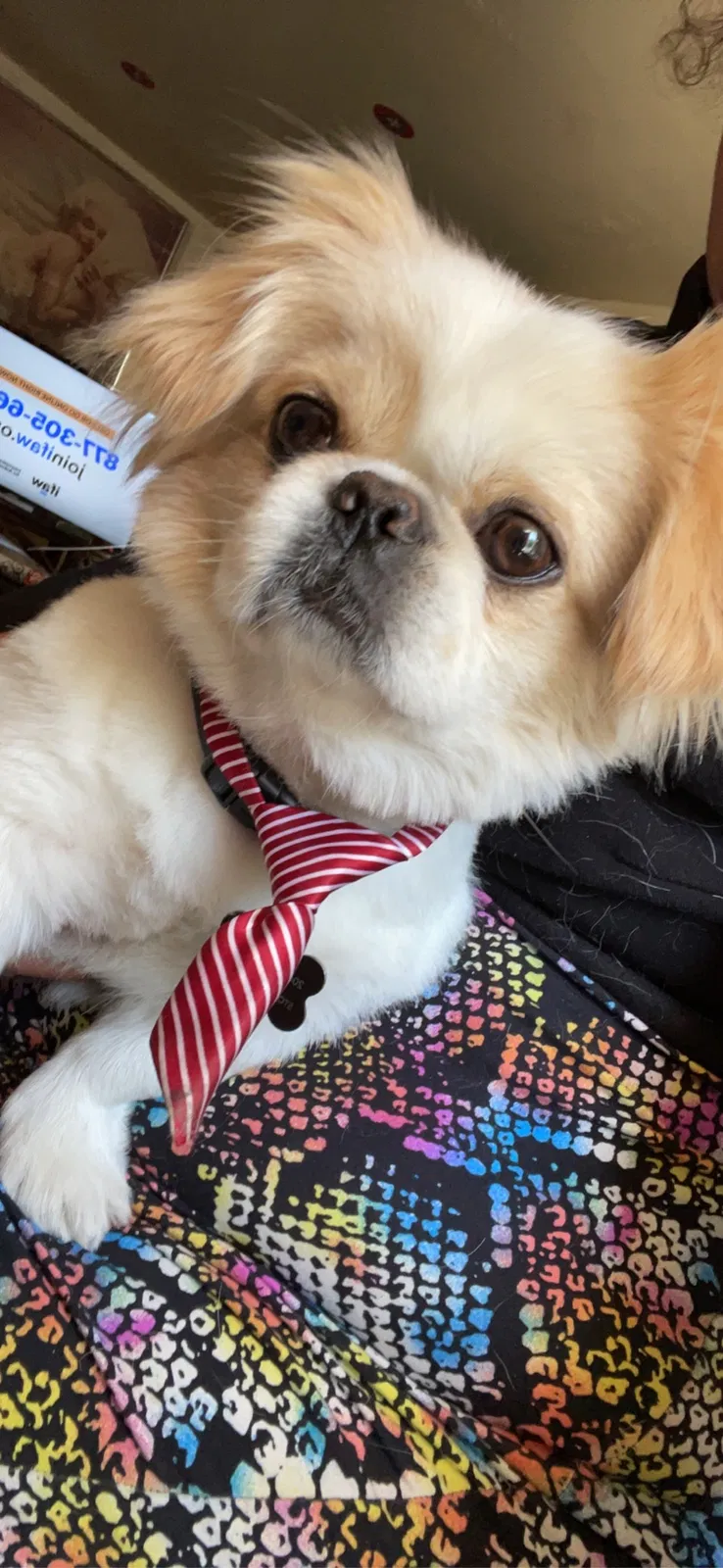 Lost dog in Oakland, CA, 94606