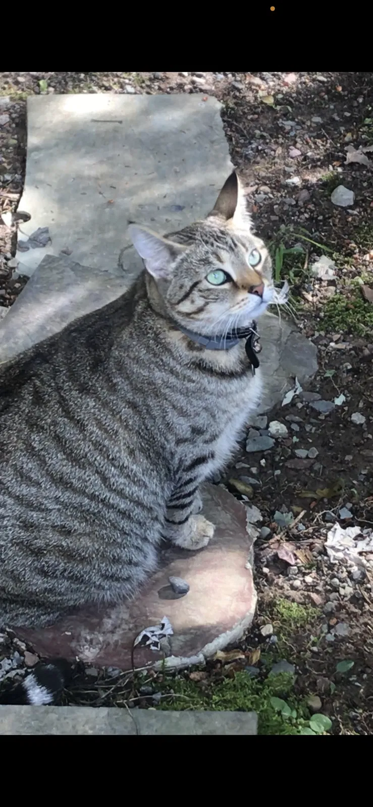Lost cat in Long Pond, PA, 18334