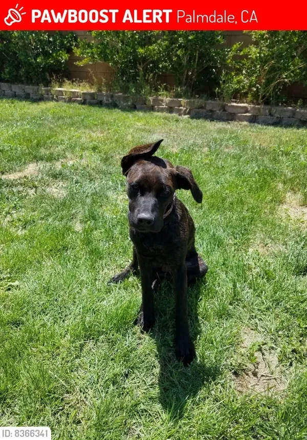Lost dog in Palmdale, CA, 93552