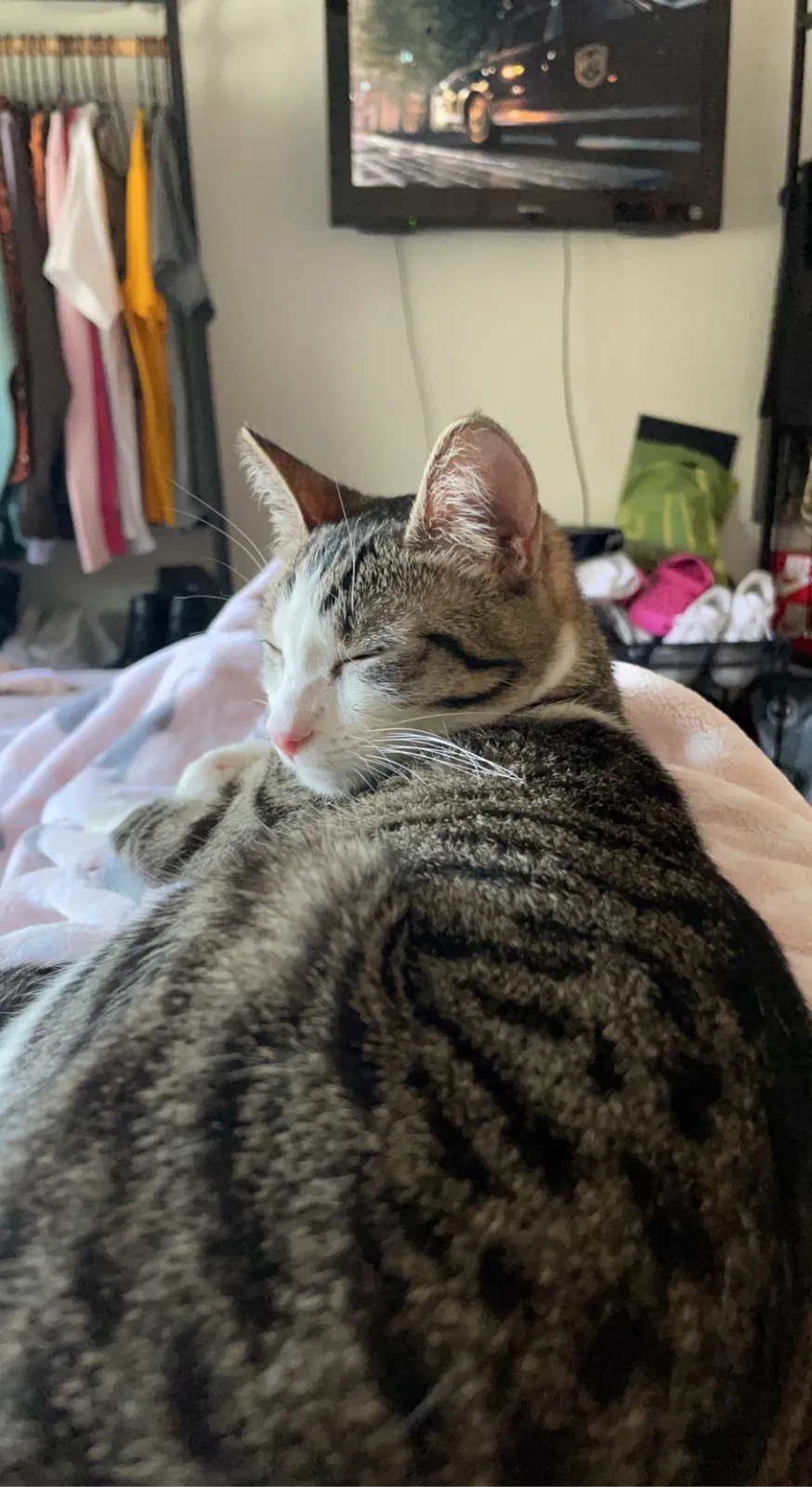 Lost cat in Elk Grove, CA, 95758