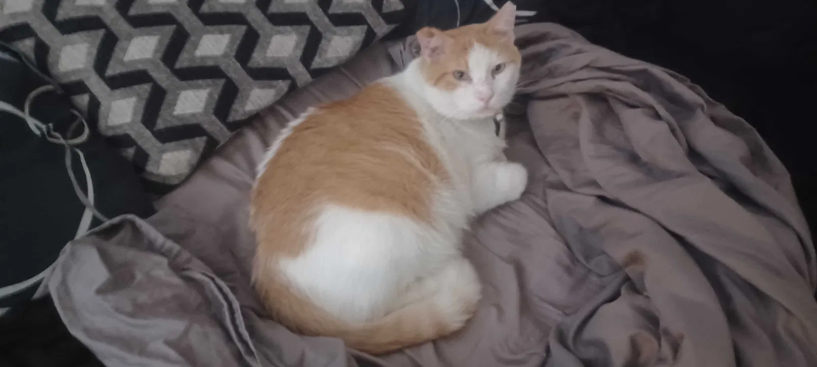 Lost cat in Mckinney, TX, 75071