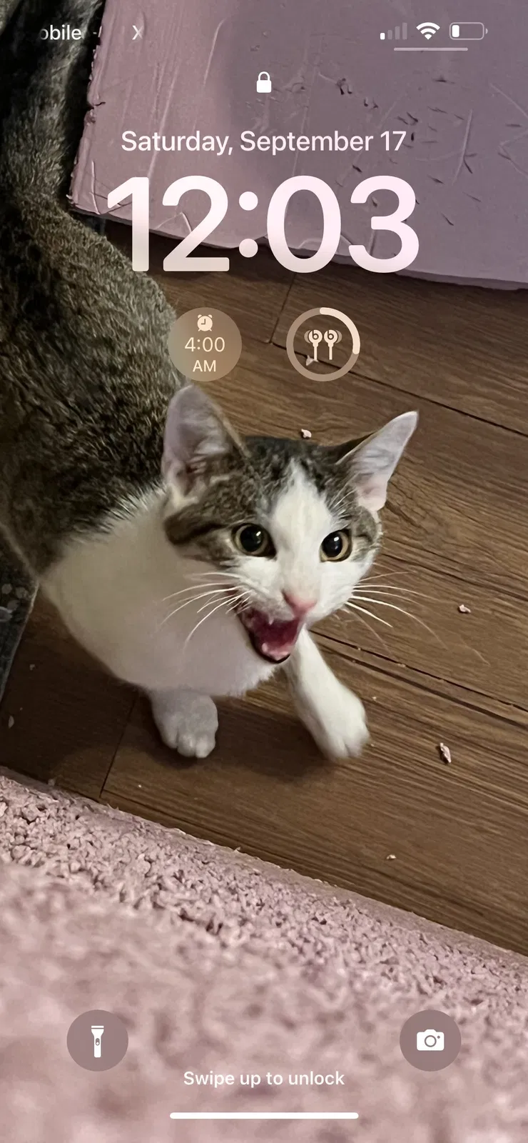 Lost cat in Lawrenceville, GA, 30044