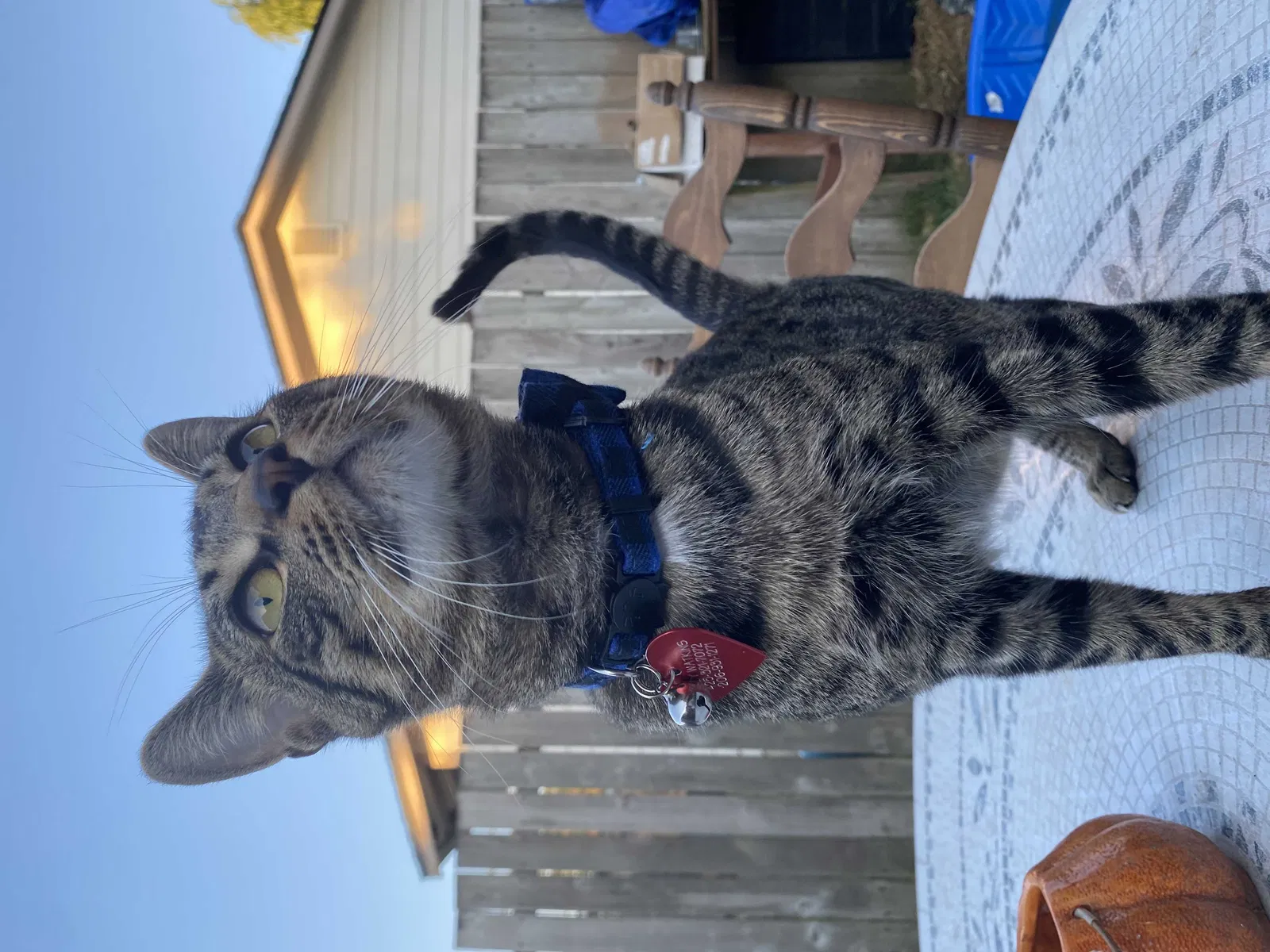 Lost cat in Lake Stevens, WA, 98258