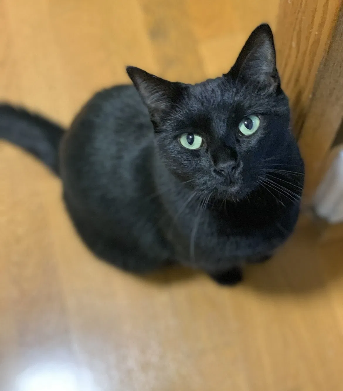Lost cat in Jenkintown, PA, 19046