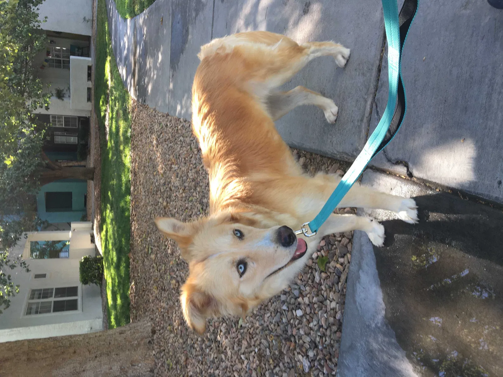 Lost dog in Albuquerque, NM, 87114