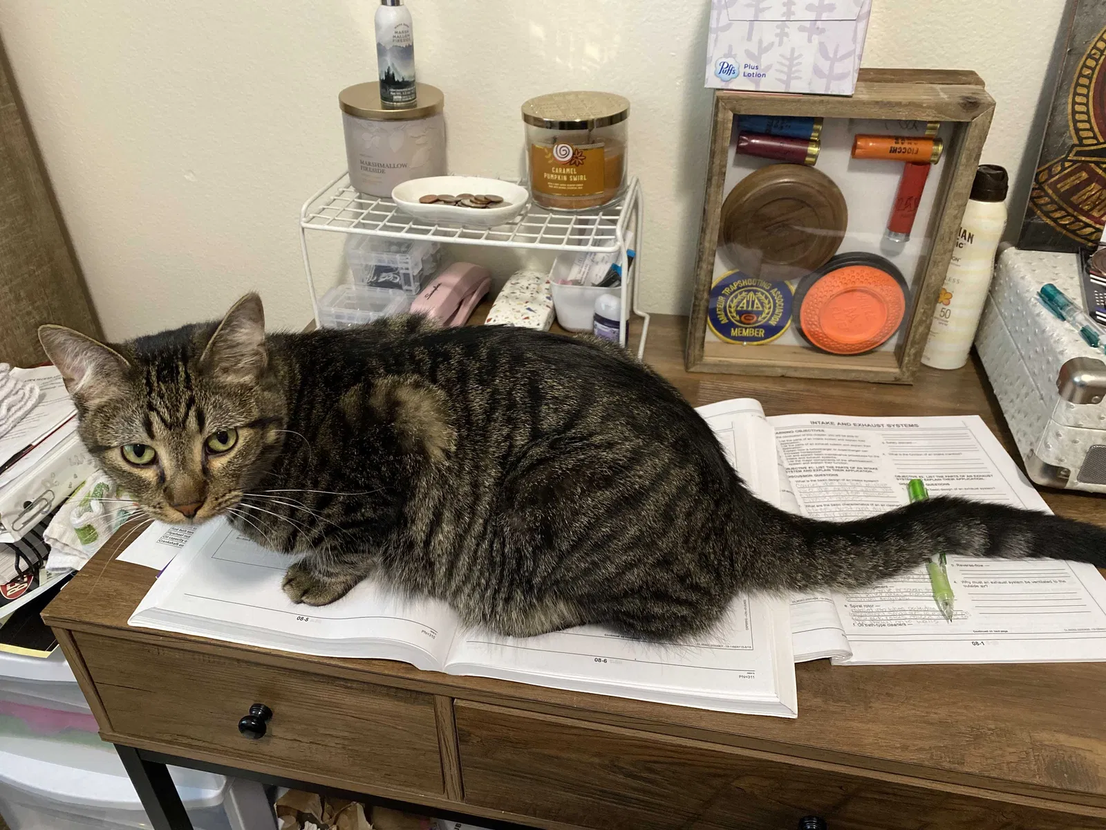 Lost cat in Cedar Rapids, IA, 52404