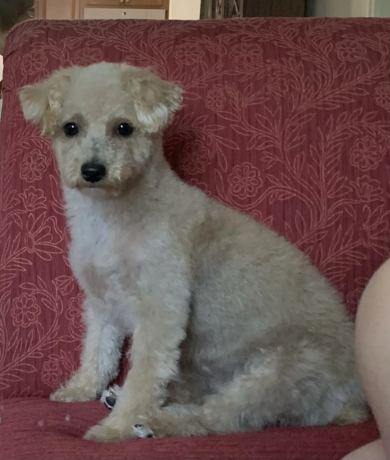 Lost dog in Denville, NJ, 7834