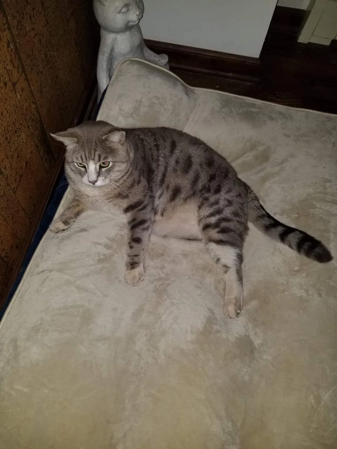 Lost cat in Somerville, NJ, 8876
