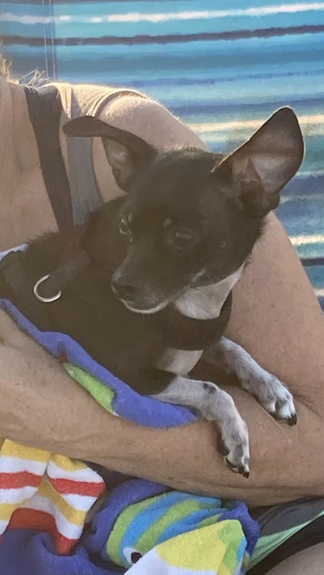 Lost dog in Corpus Christi, TX, 78418