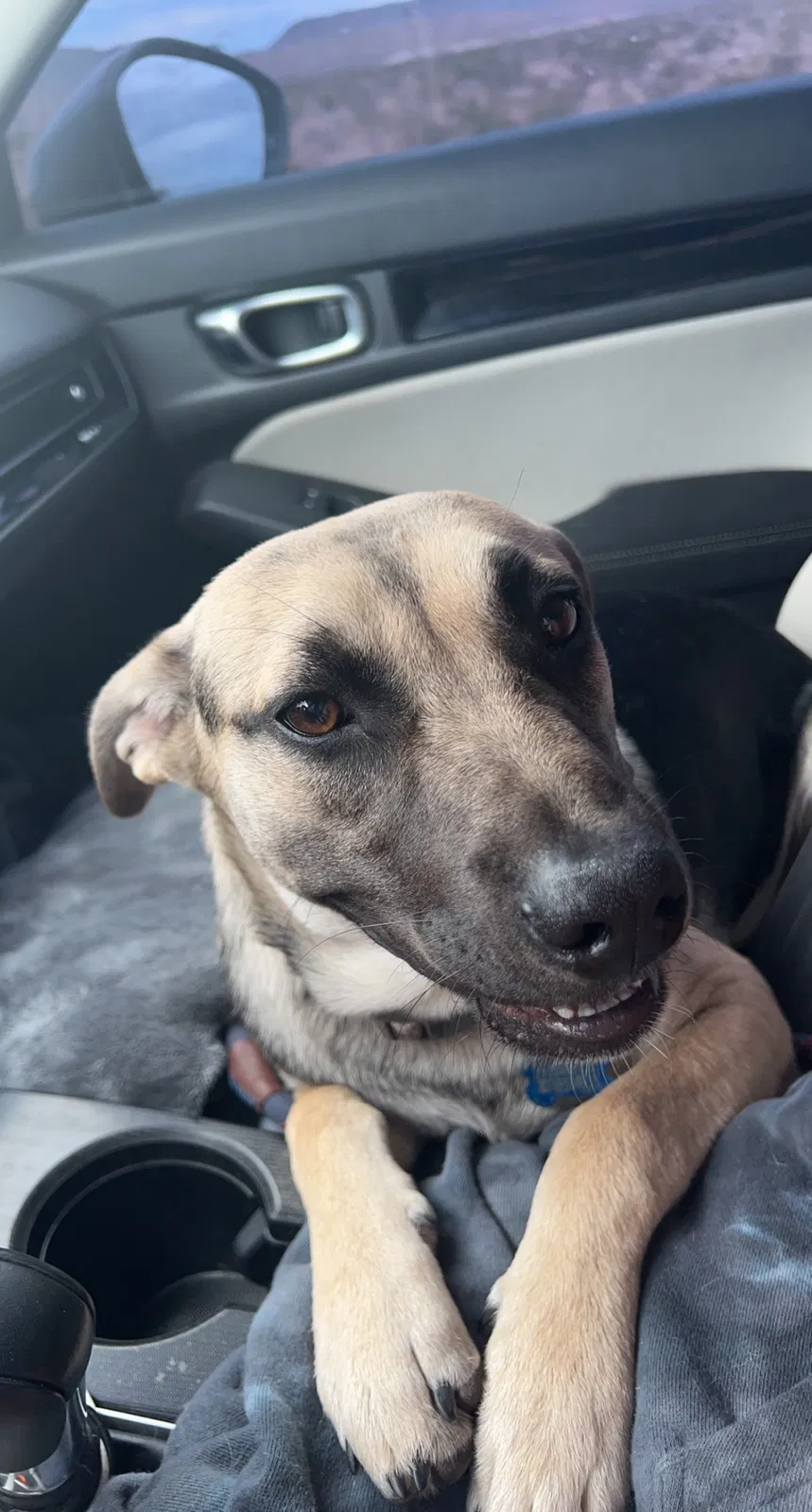 Lost dog in Thousand Palms, CA, 92276