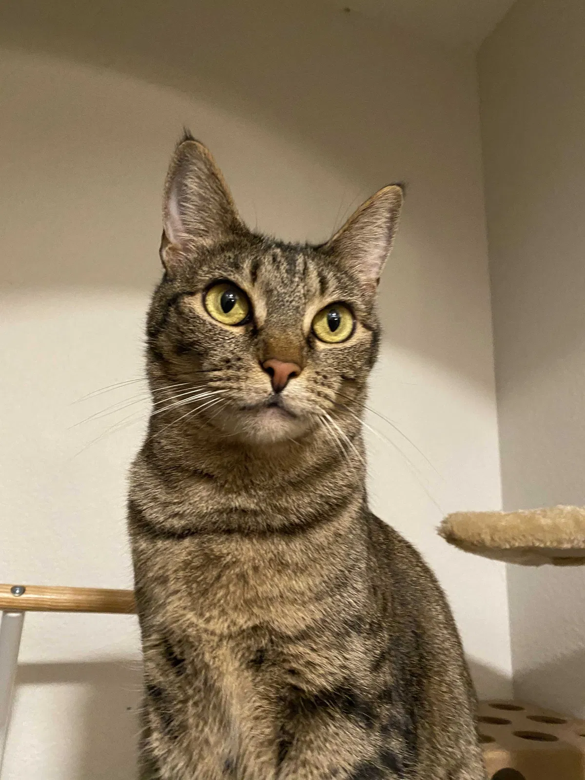 Lost cat in Arlington, TX, 76016