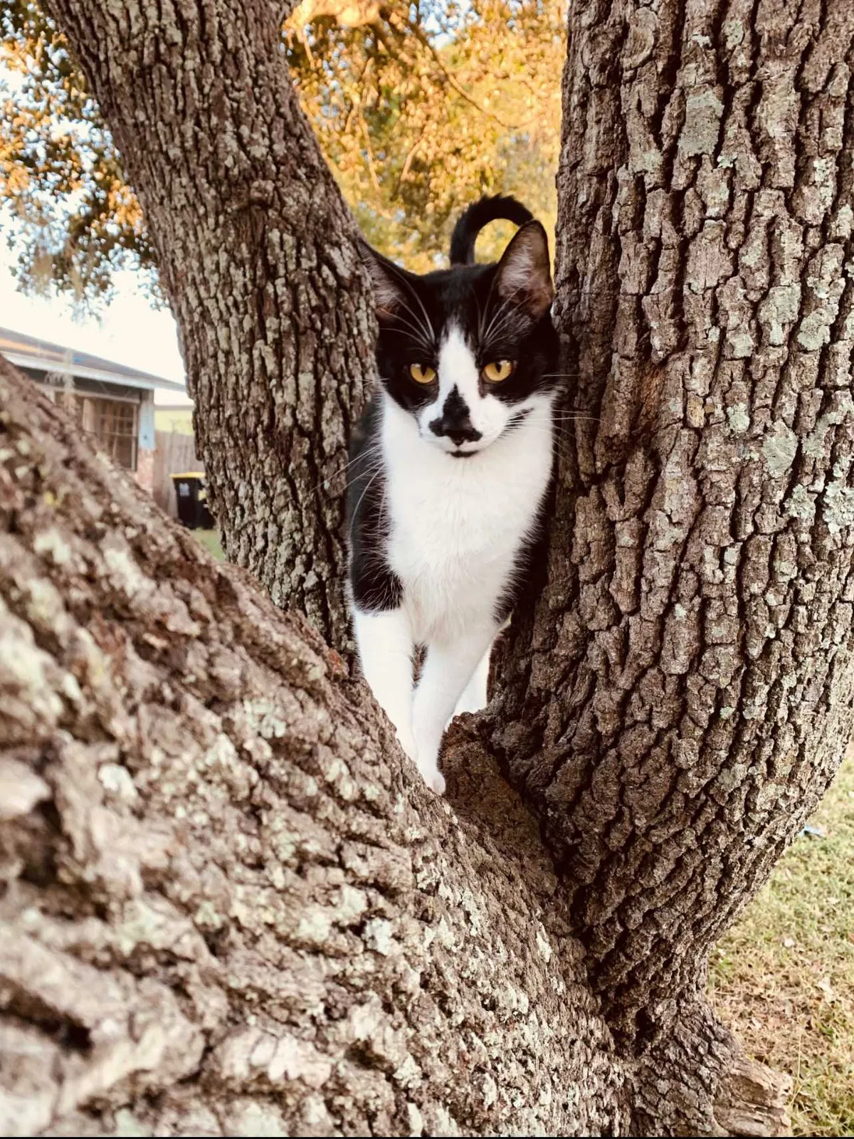 Lost cat in Haines City, FL, 33844