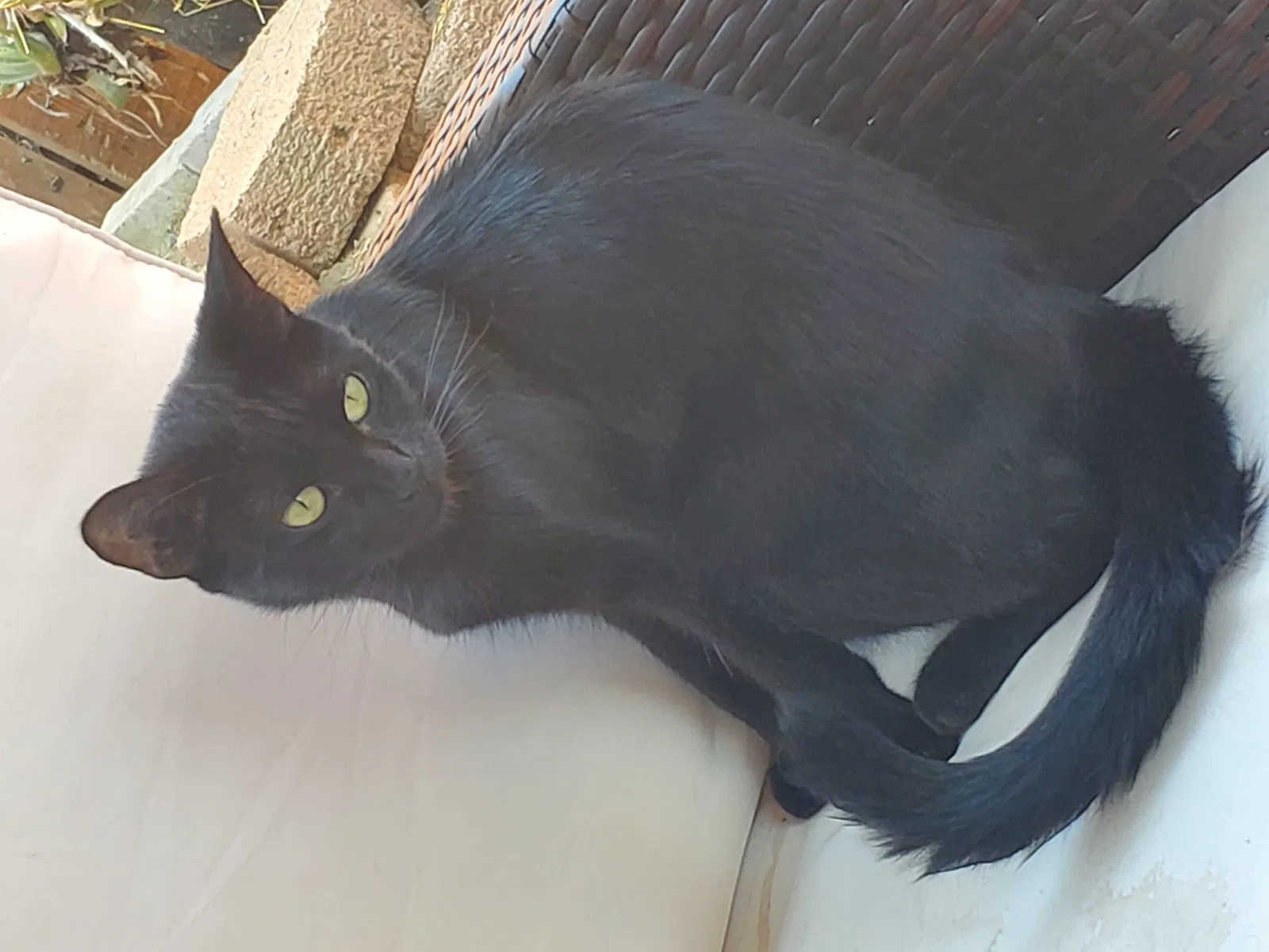 Lost cat in Escondido, CA, 92026