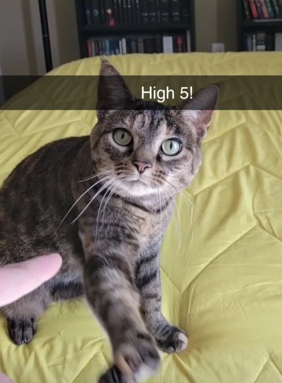Lost cat in Hazel Park, MI, 48030