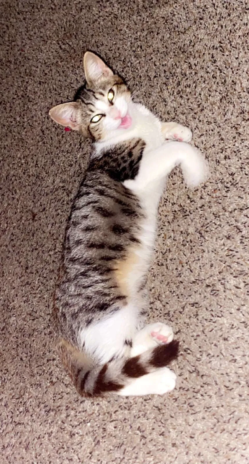 Lost cat in Mobile, AL, 36606