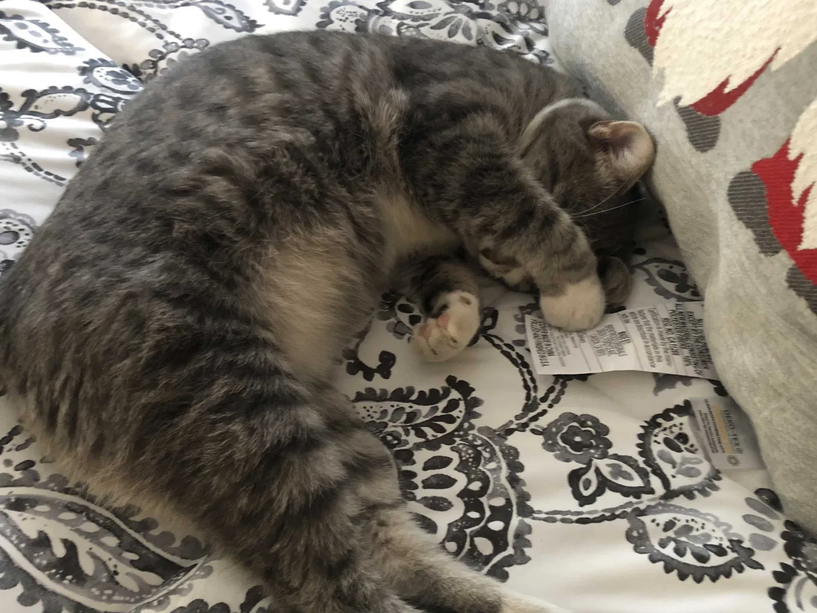 Lost cat in Sun City, AZ, 85351