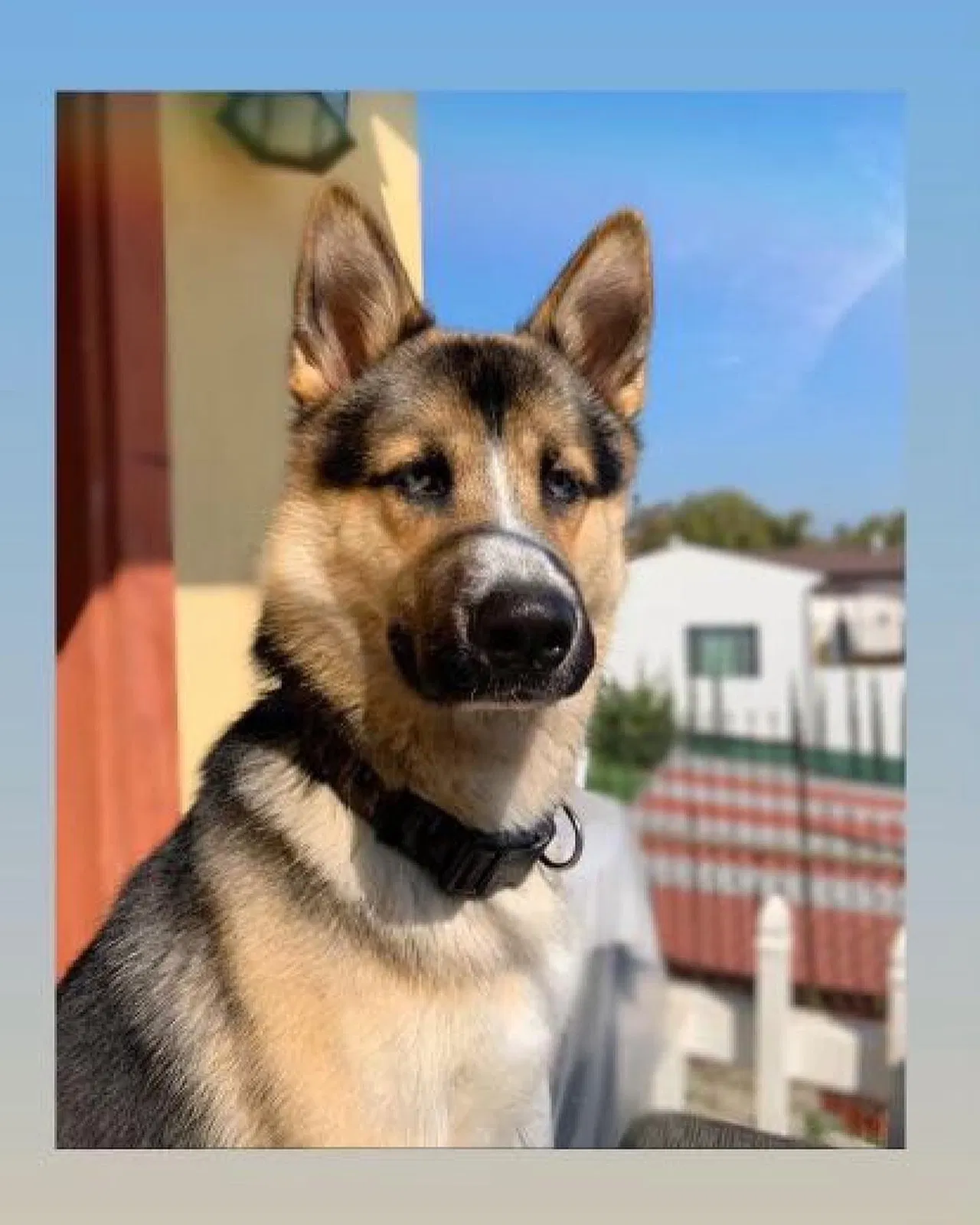 Lost dog in Los Angeles, CA, 90023