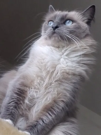 Lost cat in Reno, NV, 89506