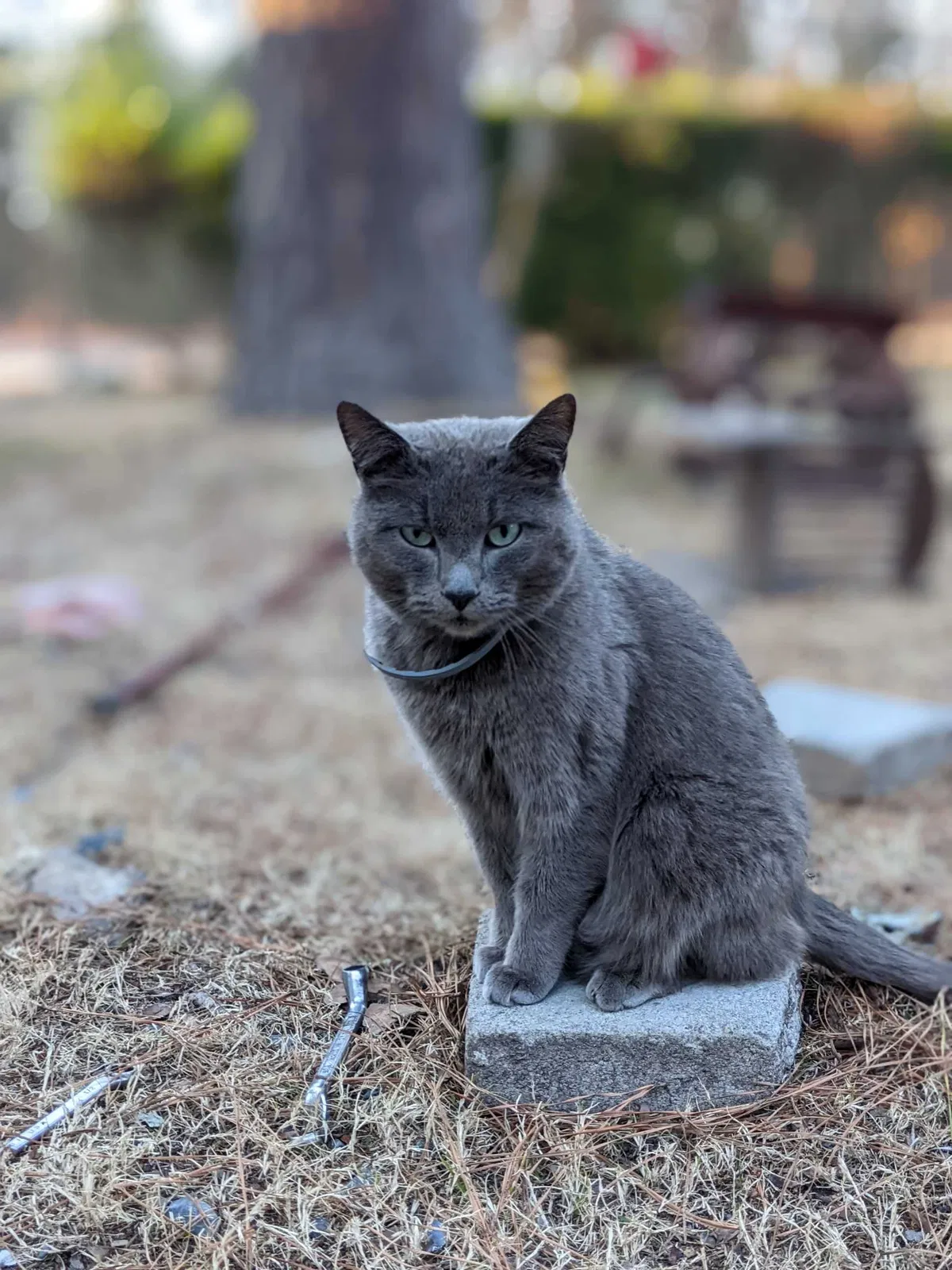 Lost cat in Robbins, NC, 27325