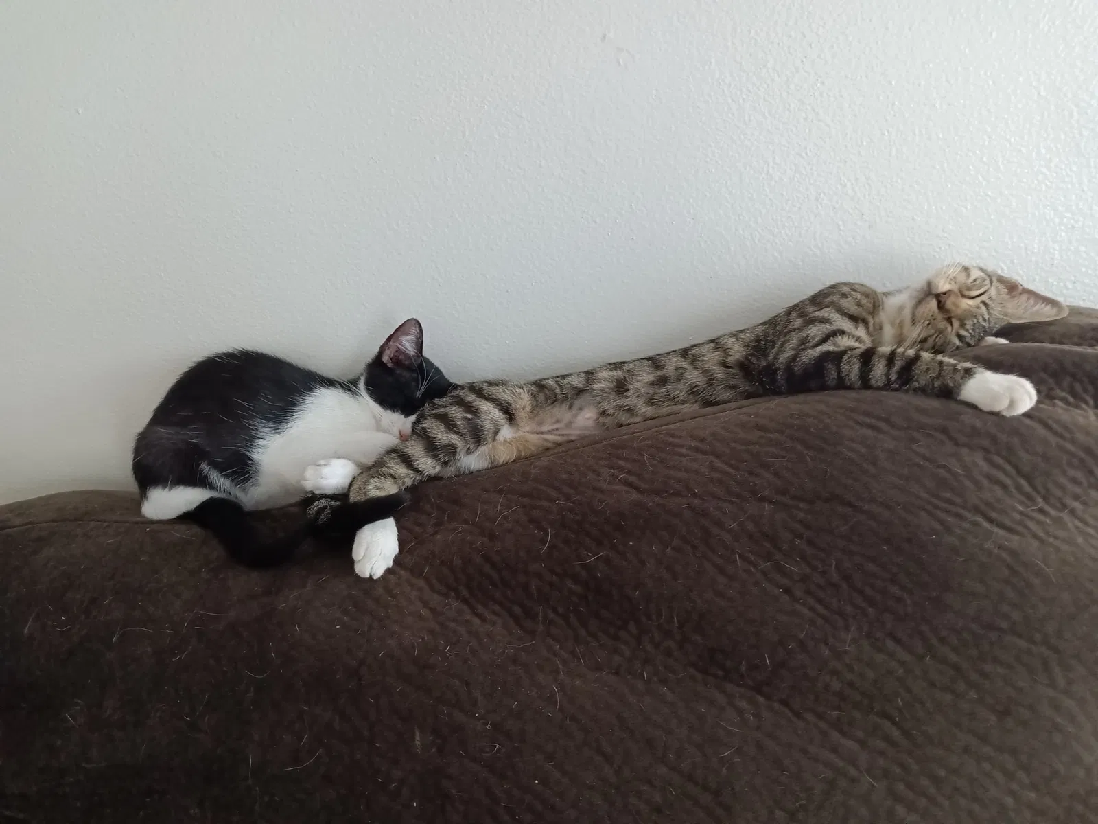 Lost cat in Cabot, AR, 72023