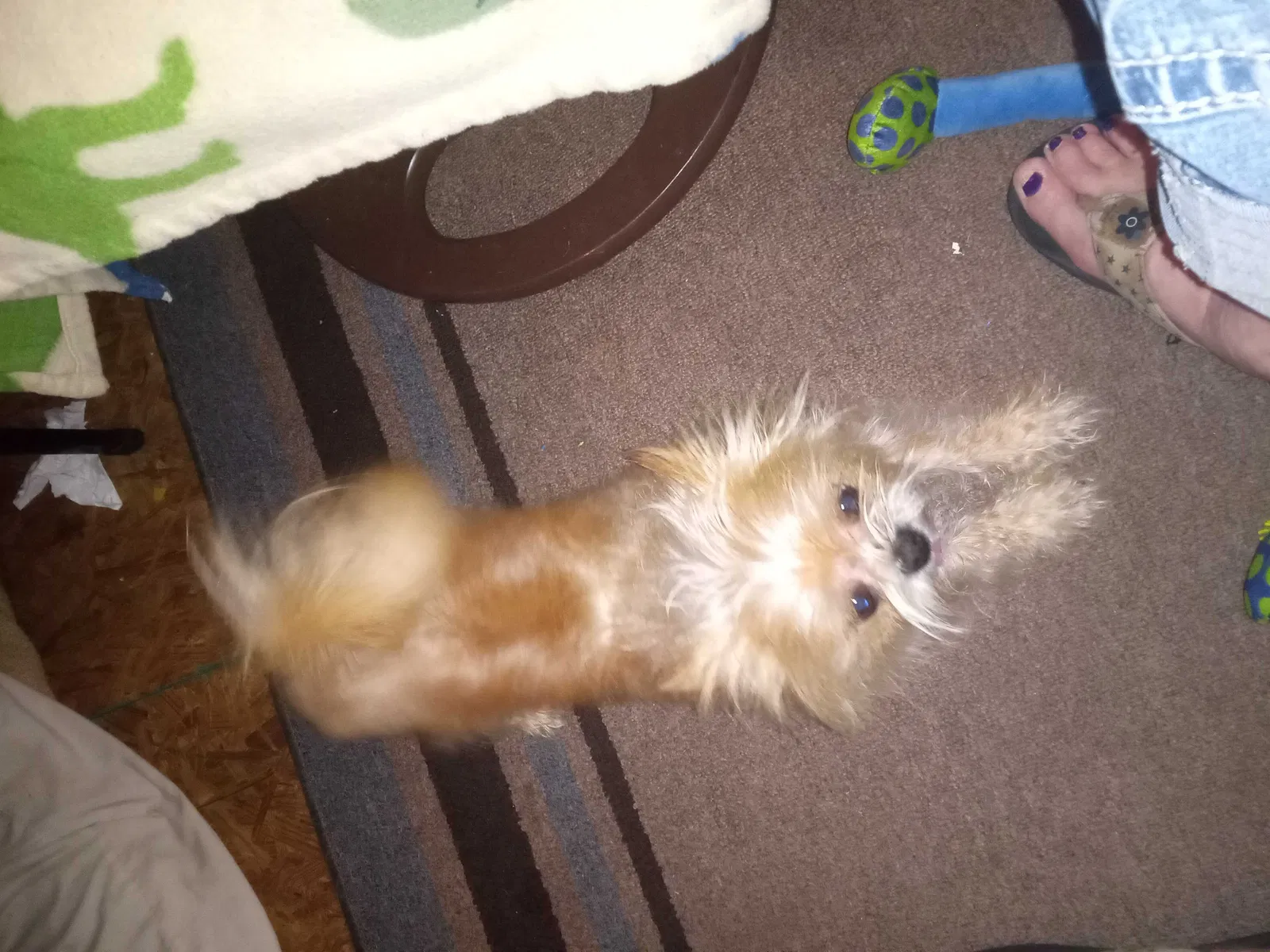 Lost dog in La Fayette, GA, 30728