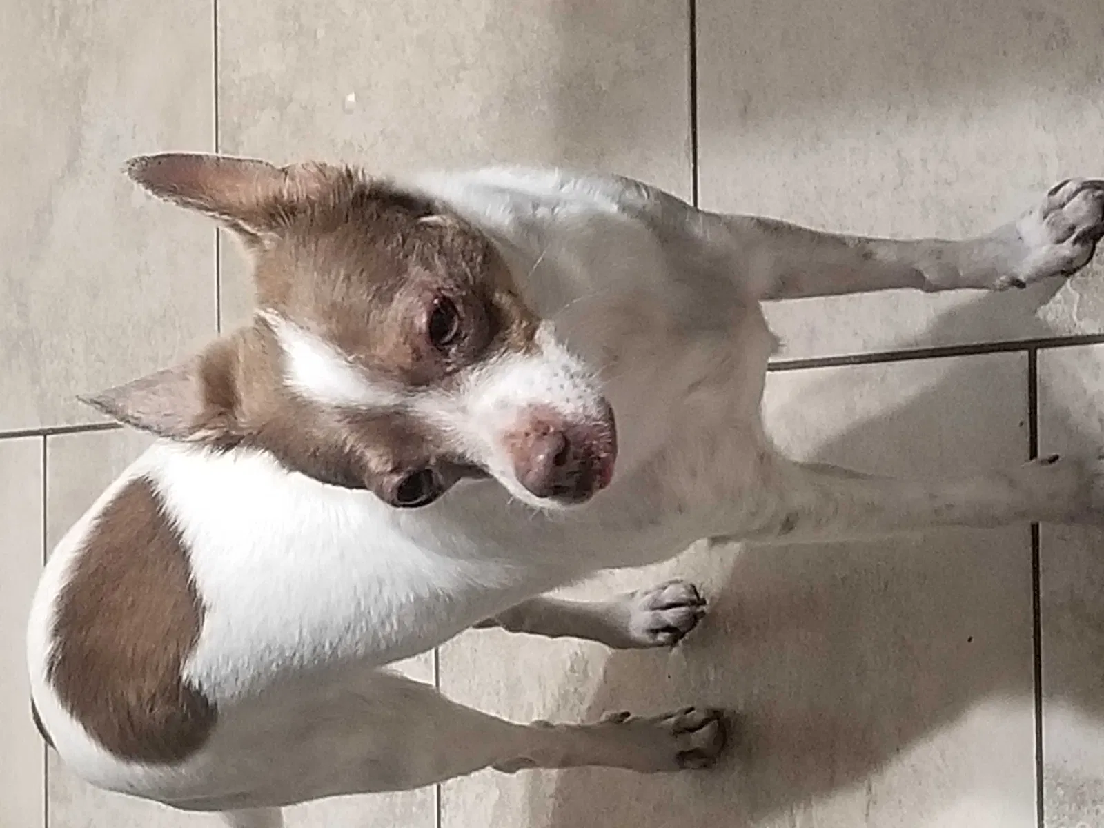 Lost dog in El Mirage, AZ, 85335