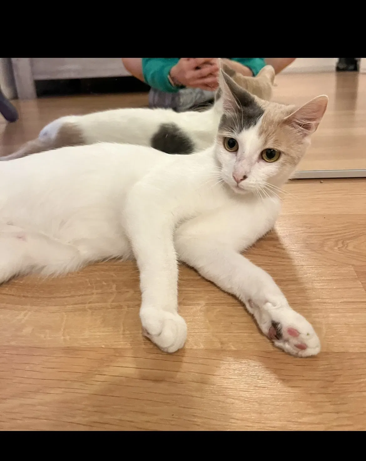 Lost cat in Sylmar, CA, 91342