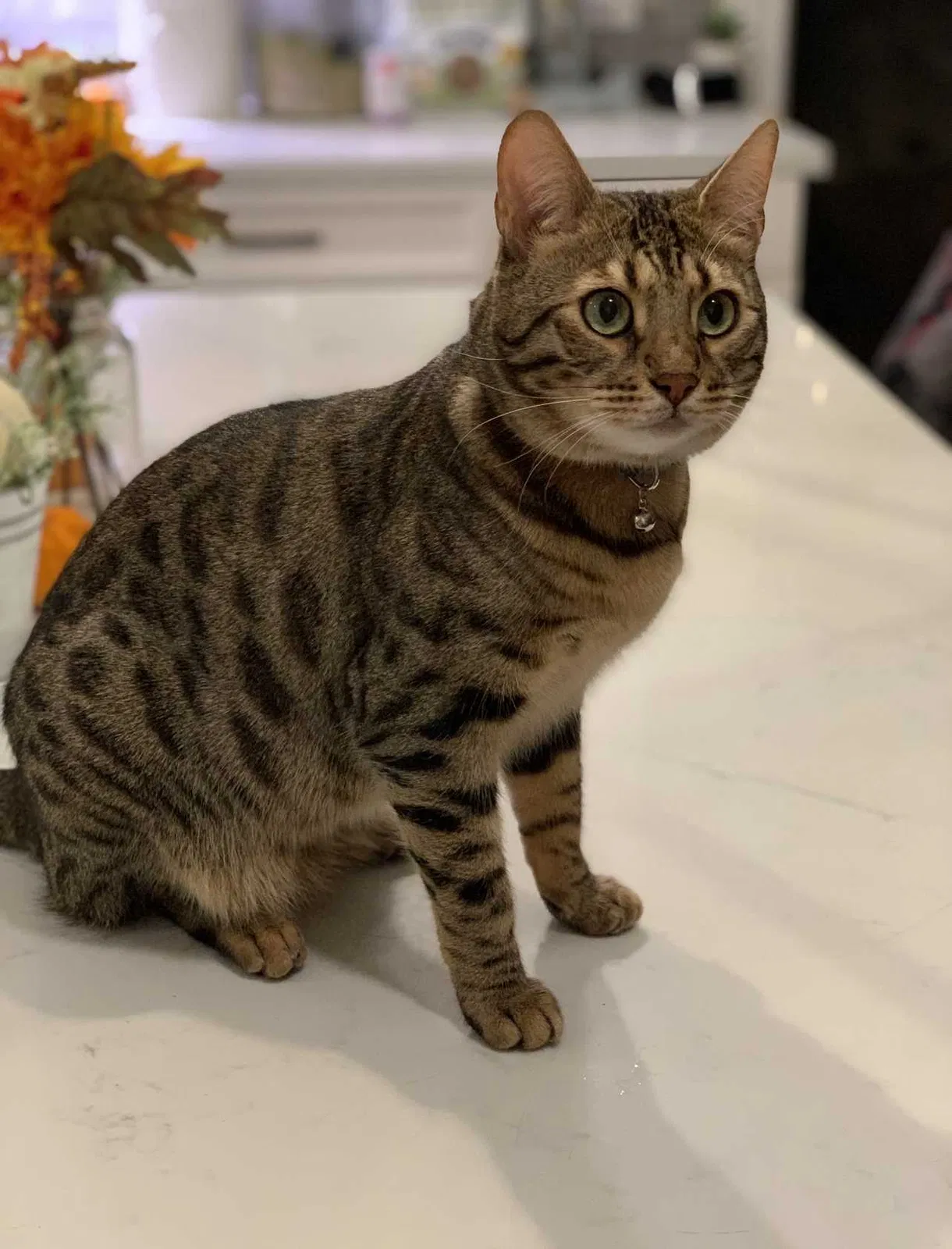 Lost cat in La Mesa, CA, 91942