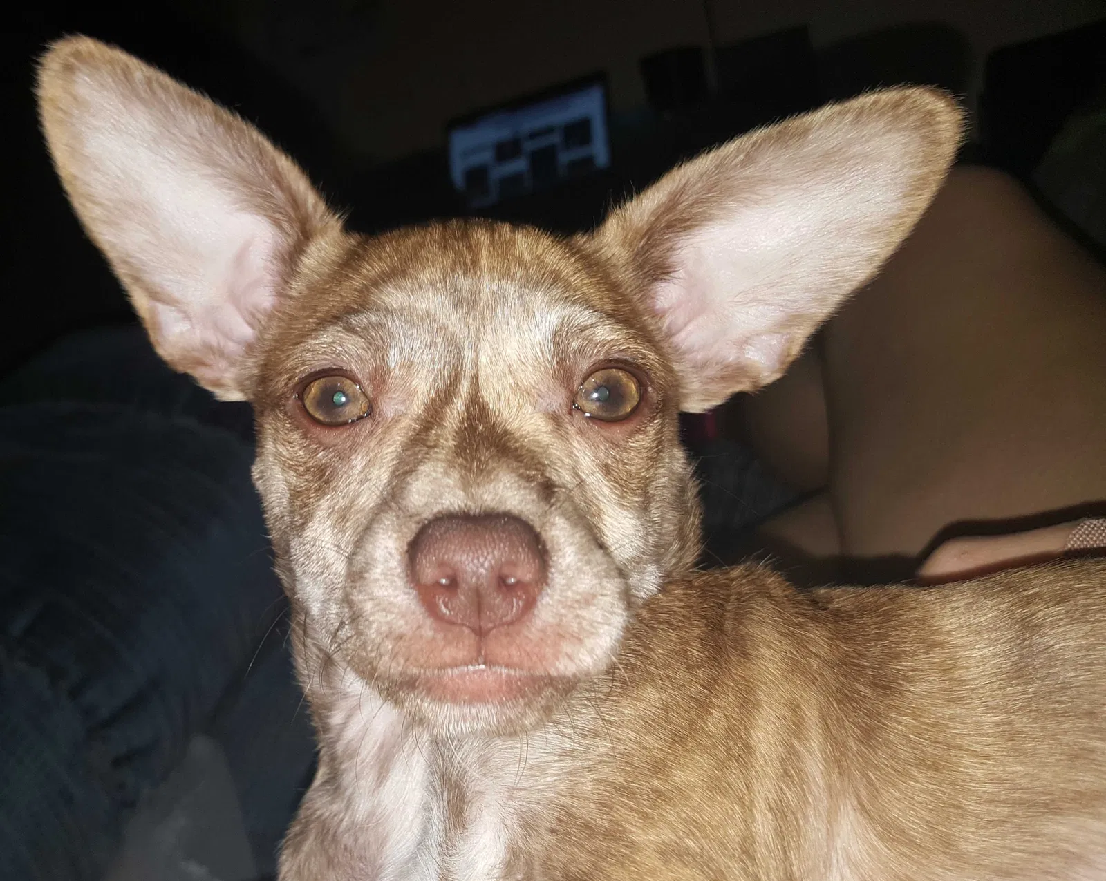 Lost dog in Middlesboro, KY, 40965