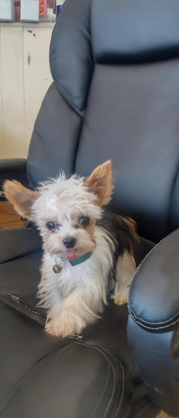 Lost dog in Greensboro, NC, 27403