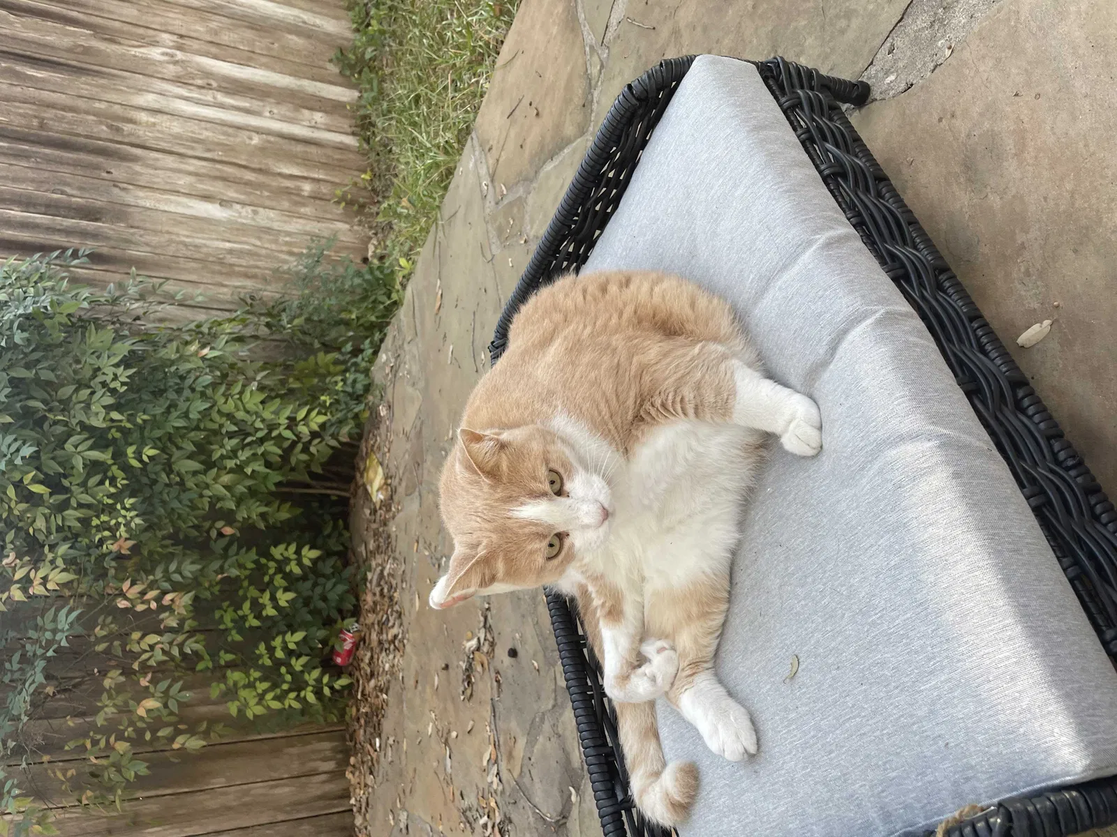 Lost cat in San Antonio, TX, 78260