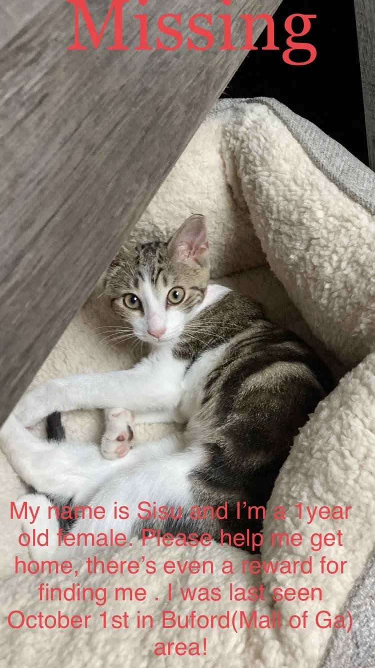 Lost cat in Buford, GA, 30519