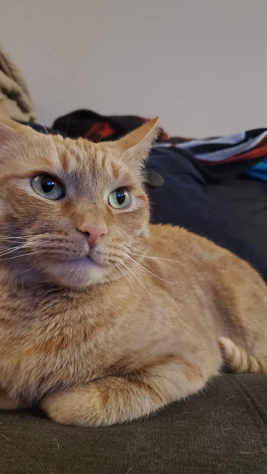 Lost cat in Rochester, NY, 14612