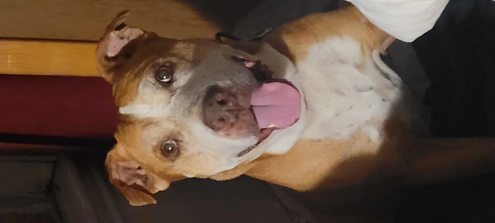 Lost dog in San Antonio, TX, 78201
