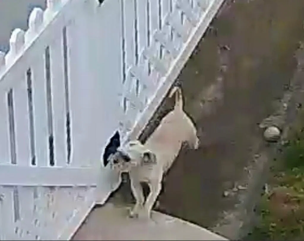 Lost dog in Imperial Beach, CA, 91932
