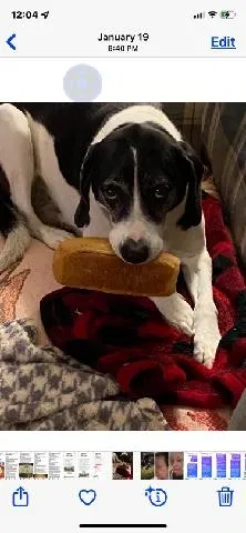 Lost dog in Kansas City, MO, 64133