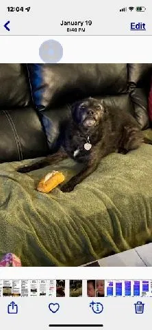 Lost dog in Kansas City, MO, 64133