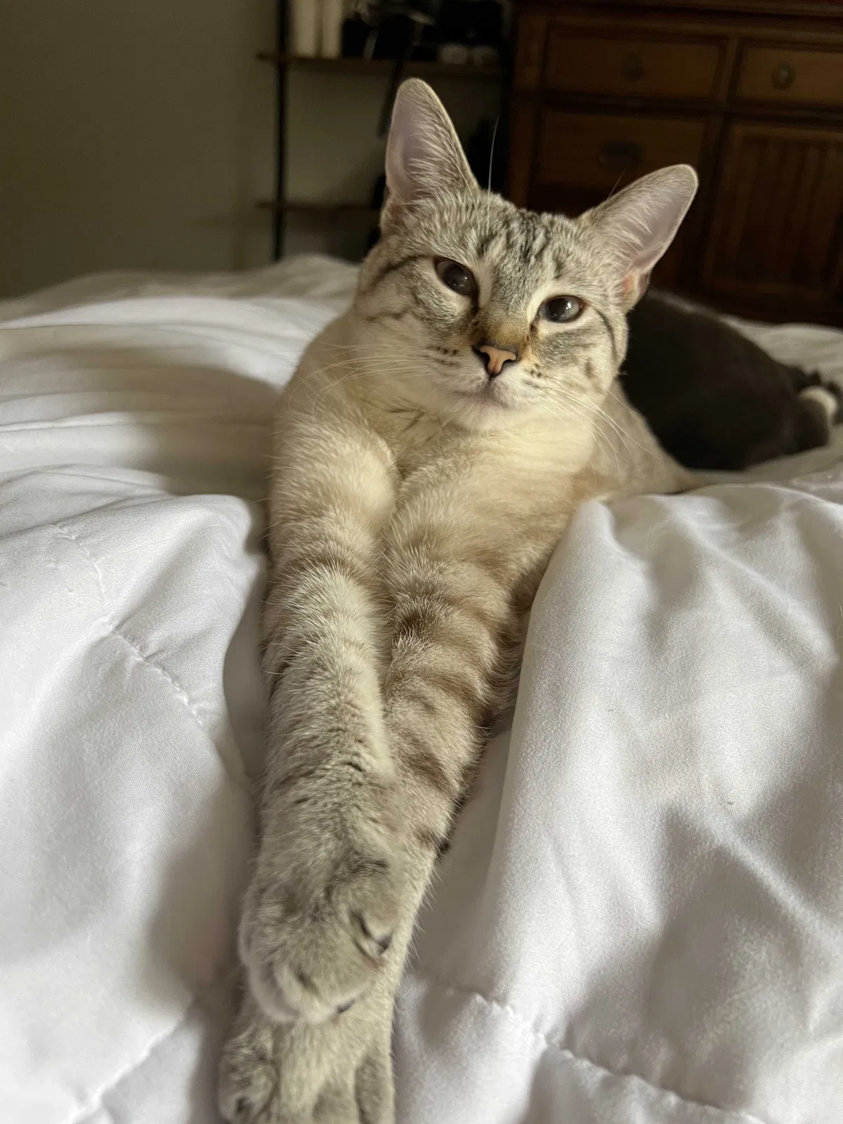 Lost cat in San Diego, CA, 92117