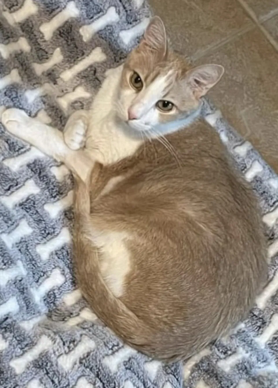 Lost cat in Killeen, TX, 76542