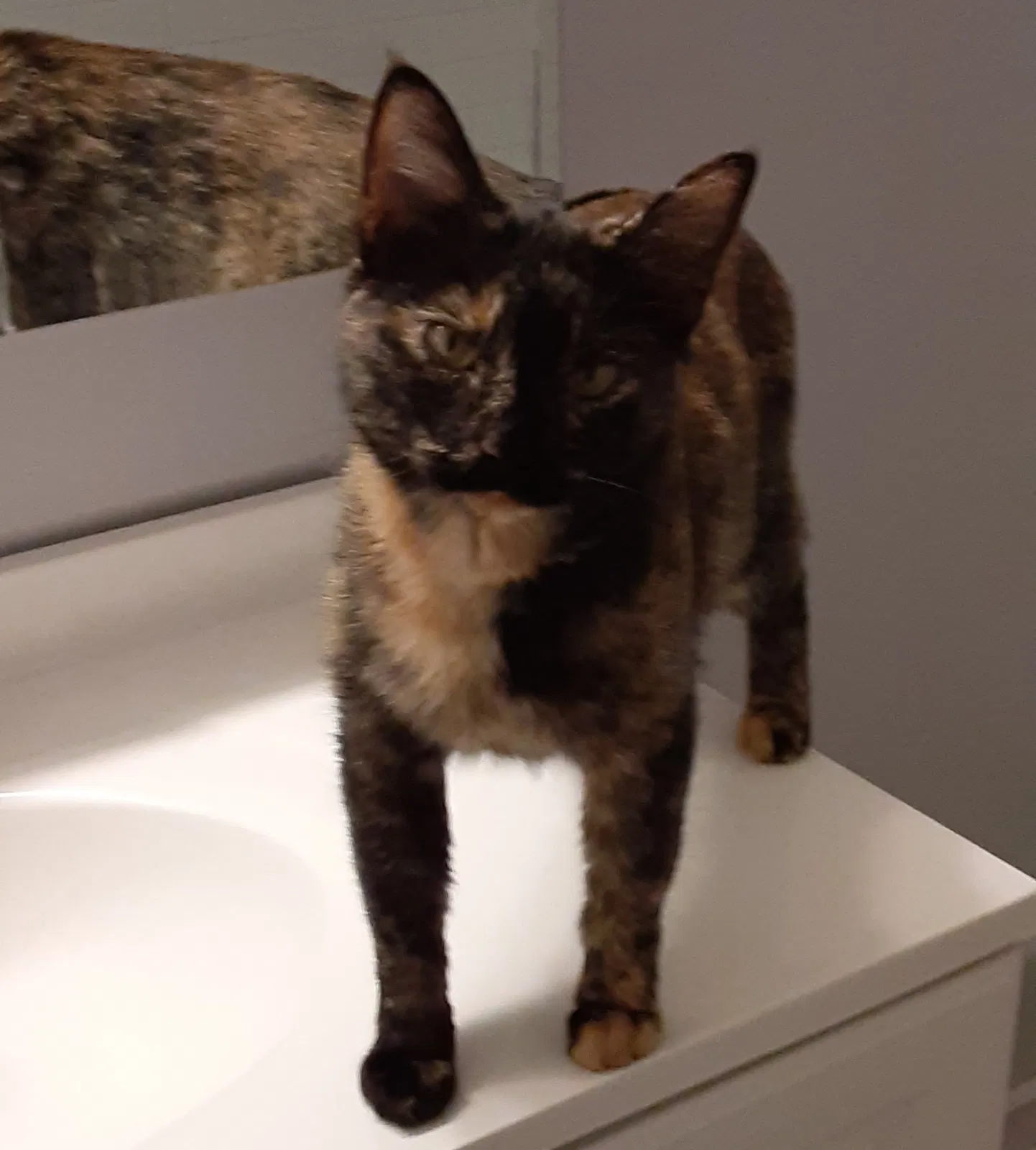 Found cat in North Versailles, PA, 15137