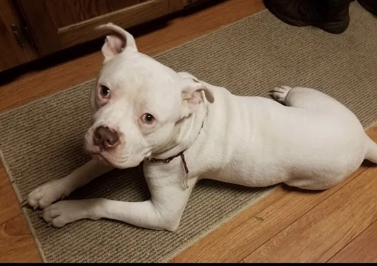 Lost dog in Lonoke, AR, 72086