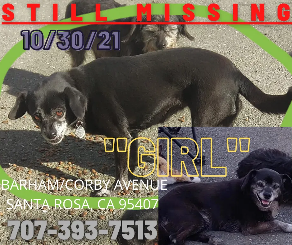 Lost dog in Santa Rosa, CA, 95407