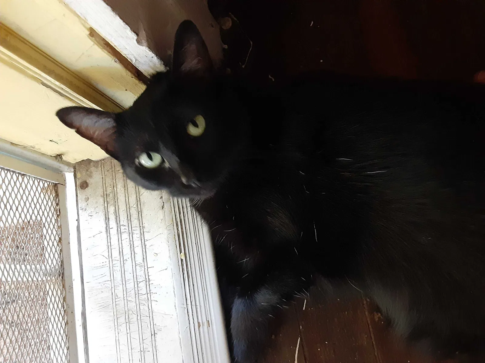 Lost cat in Kansas City, MO, 64132