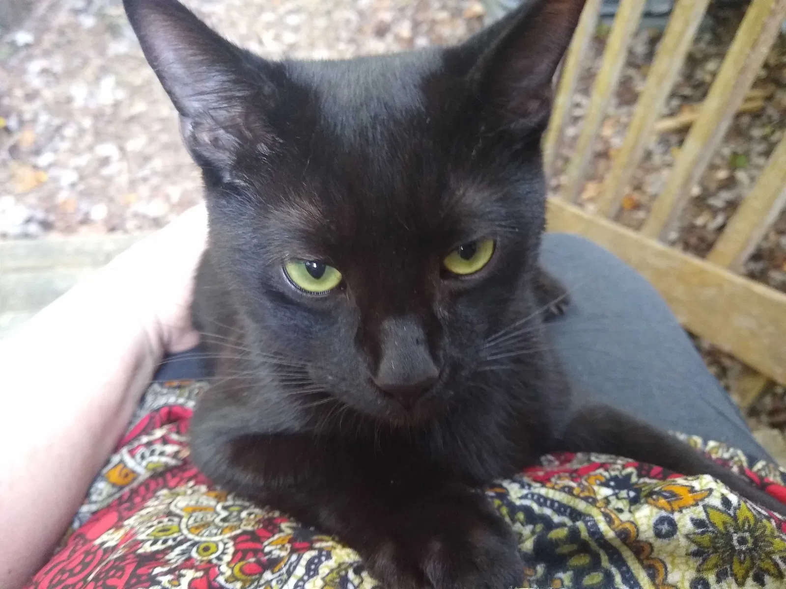 Lost cat in Kershaw, SC, 29067