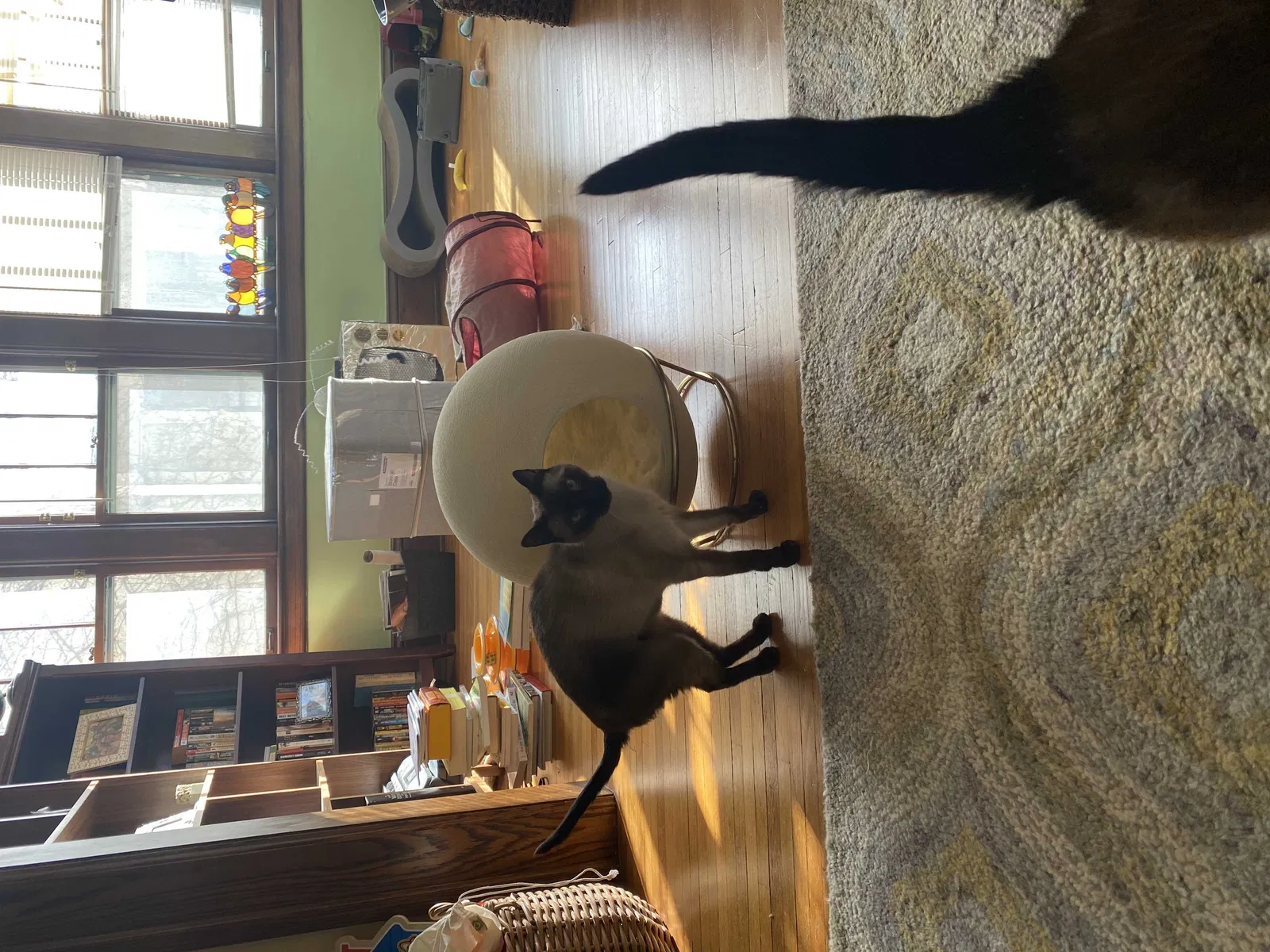 Lost cat in Lakeville, MN, 55044