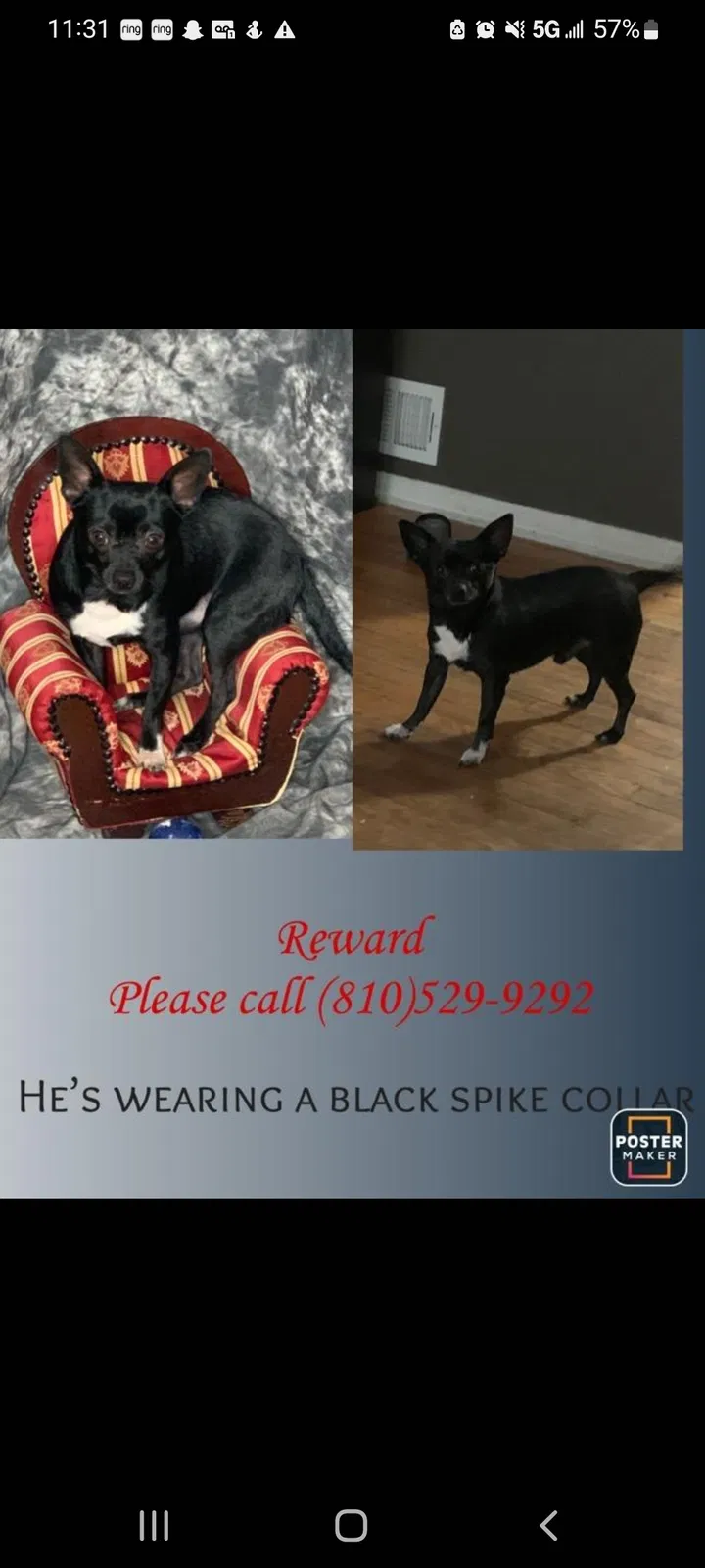 Lost dog in Flint, MI, 48507