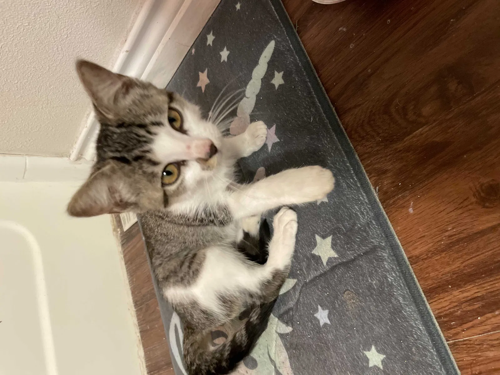 Lost cat in Denham Springs, LA, 70726