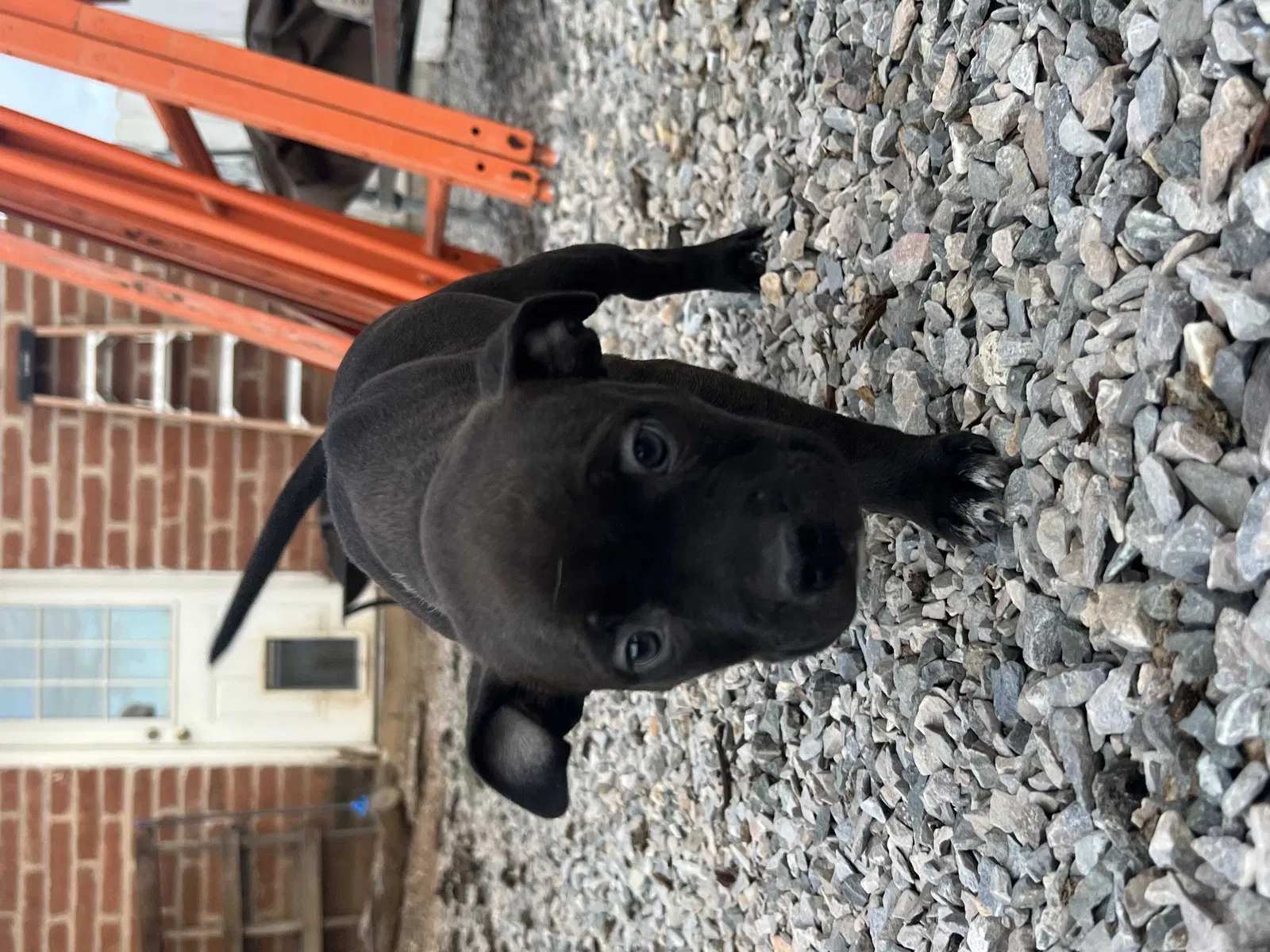 Lost dog in Tucson, AZ, 85705